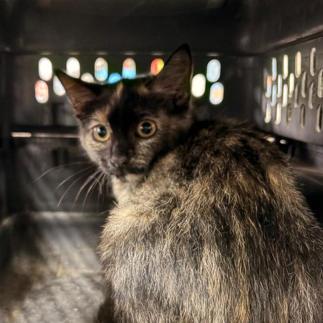Penny, Adoptable, Kitten Female Domestic Short Hair.
