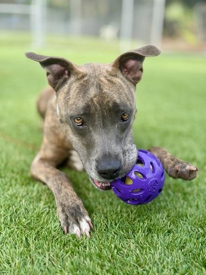 Tank - 2, Adoptable, Adult Male Mixed Breed & Mixed Breed.
