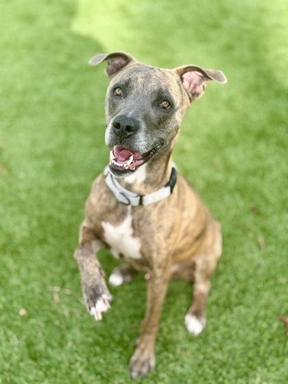 Enlarge Tank - 2, a Adoptable mixed breed in Daytona Beach, FL image 2/3