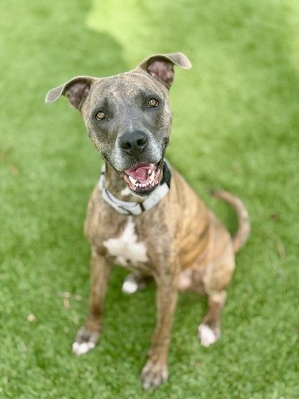 Enlarge Tank - 2, a Adoptable mixed breed in Daytona Beach, FL image 3/3