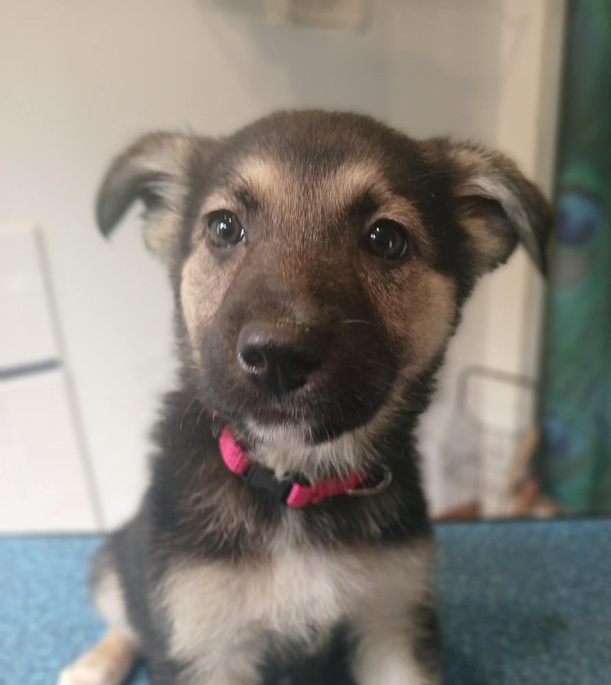 Enlarge Ruby, a Adoptable German Shepherd Dog in Suamico, WI image 1/2