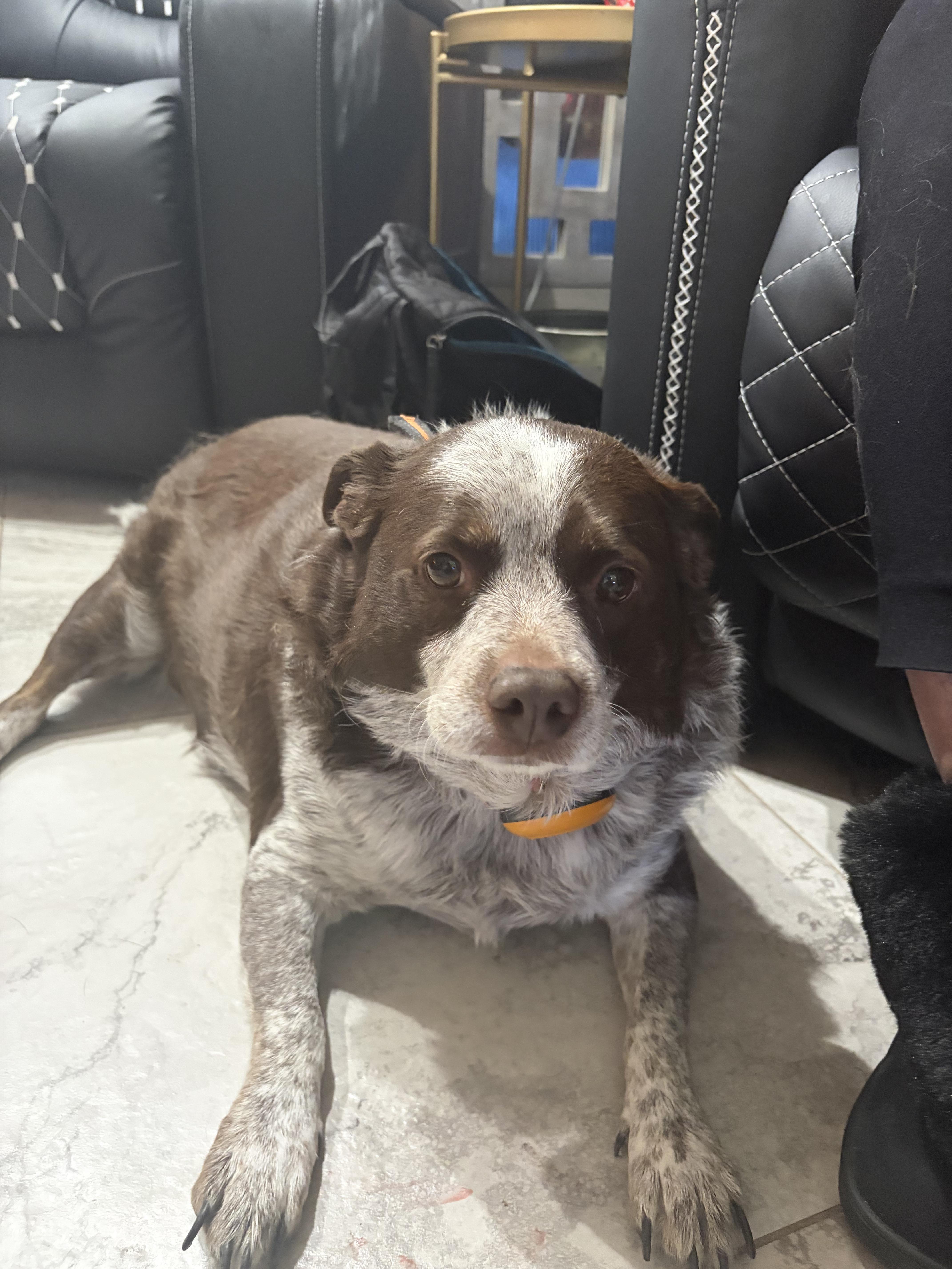 Enlarge Mallory, a ADOPTABLE Australian Cattle Dog / Blue Heeler in Peoria, AZ image 2/2