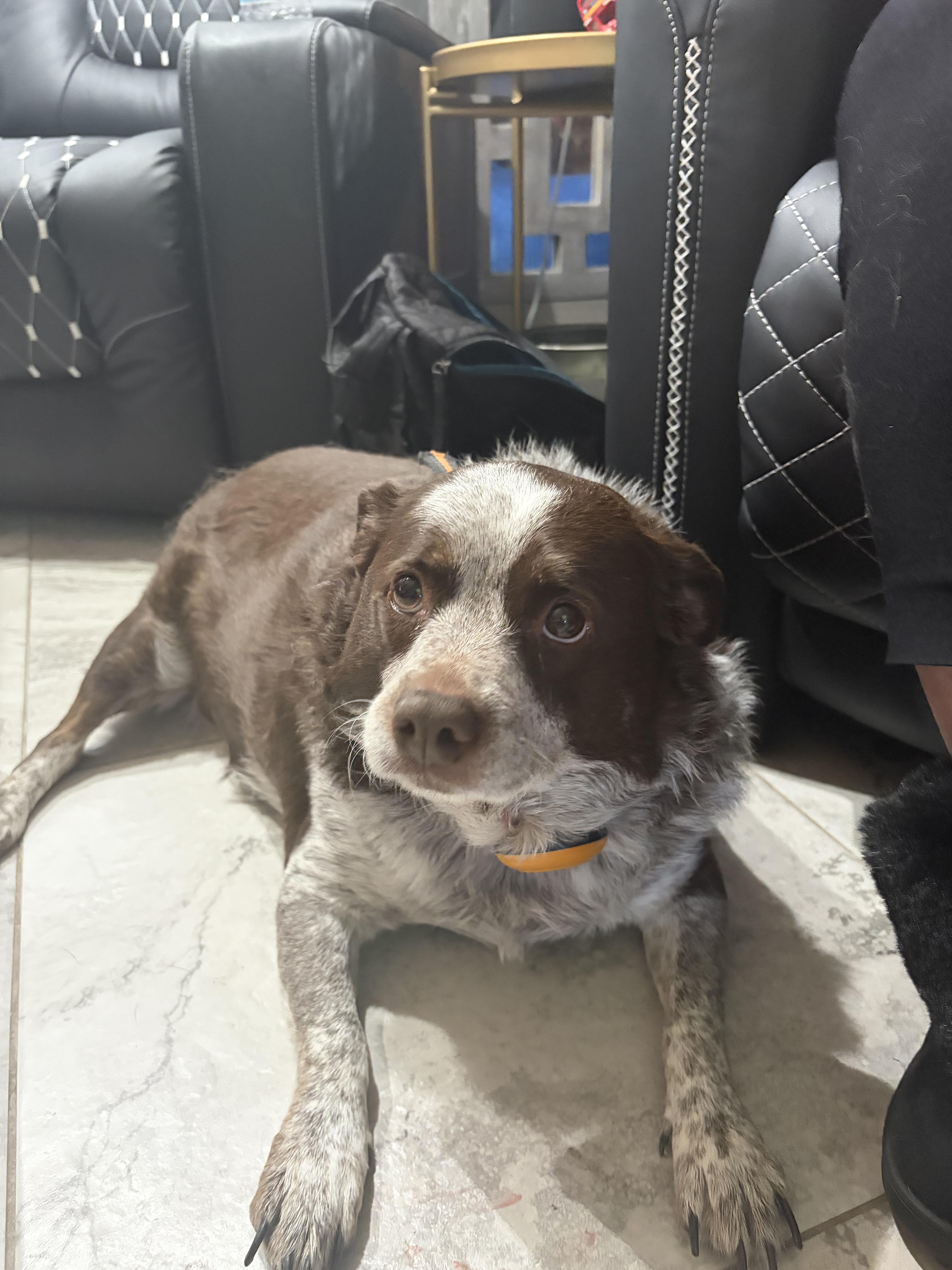 Mallory, ADOPTABLE, Adult Female Australian Cattle Dog / Blue Heeler.