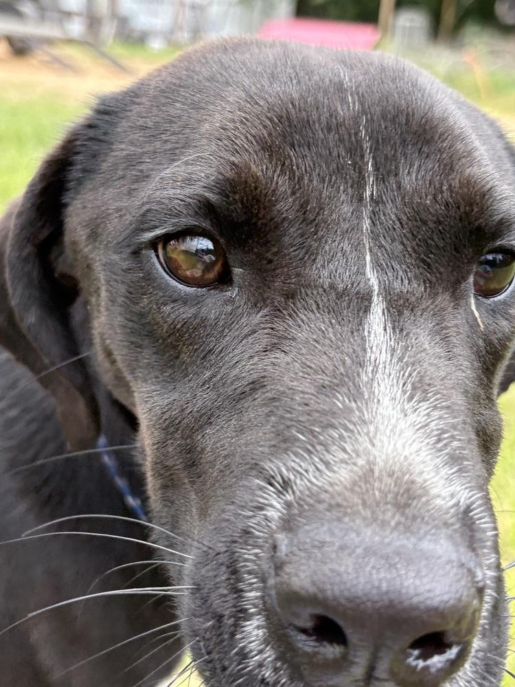 Enlarge Rex 24, a Adoptable mixed breed in Crystal Springs, MS image 2/6