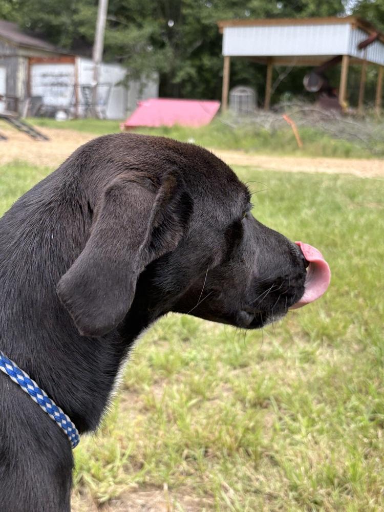 Enlarge Rex 24, a Adoptable mixed breed in Crystal Springs, MS image 3/6