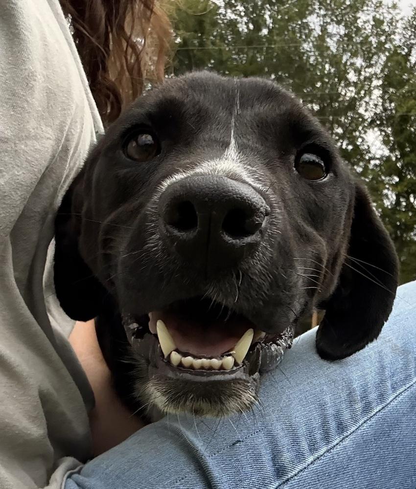 Enlarge Rex 24, a Adoptable mixed breed in Crystal Springs, MS image 4/6
