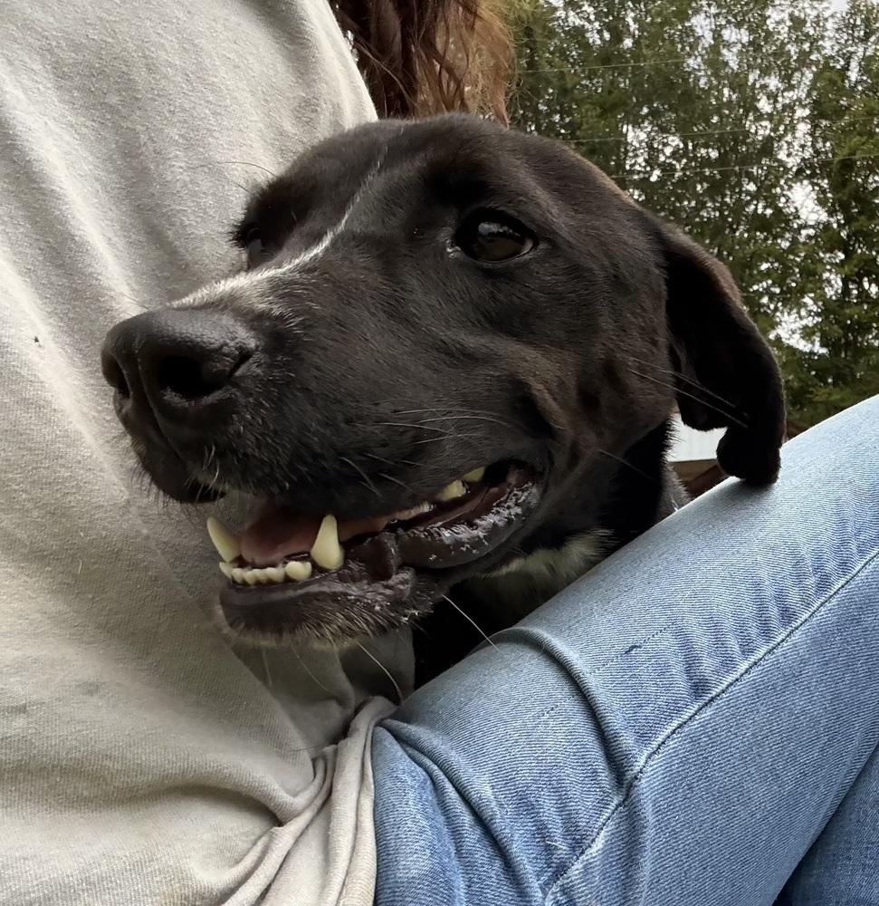 Enlarge Rex 24, a Adoptable mixed breed in Crystal Springs, MS image 5/6