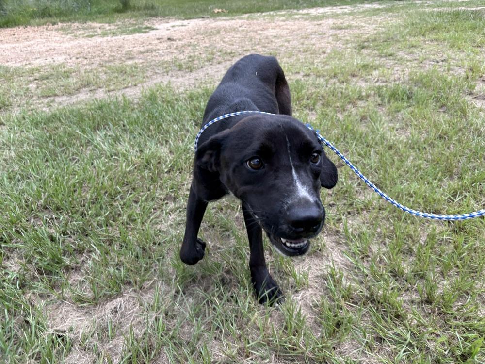 Enlarge Rex 24, a Adoptable mixed breed in Crystal Springs, MS image 6/6