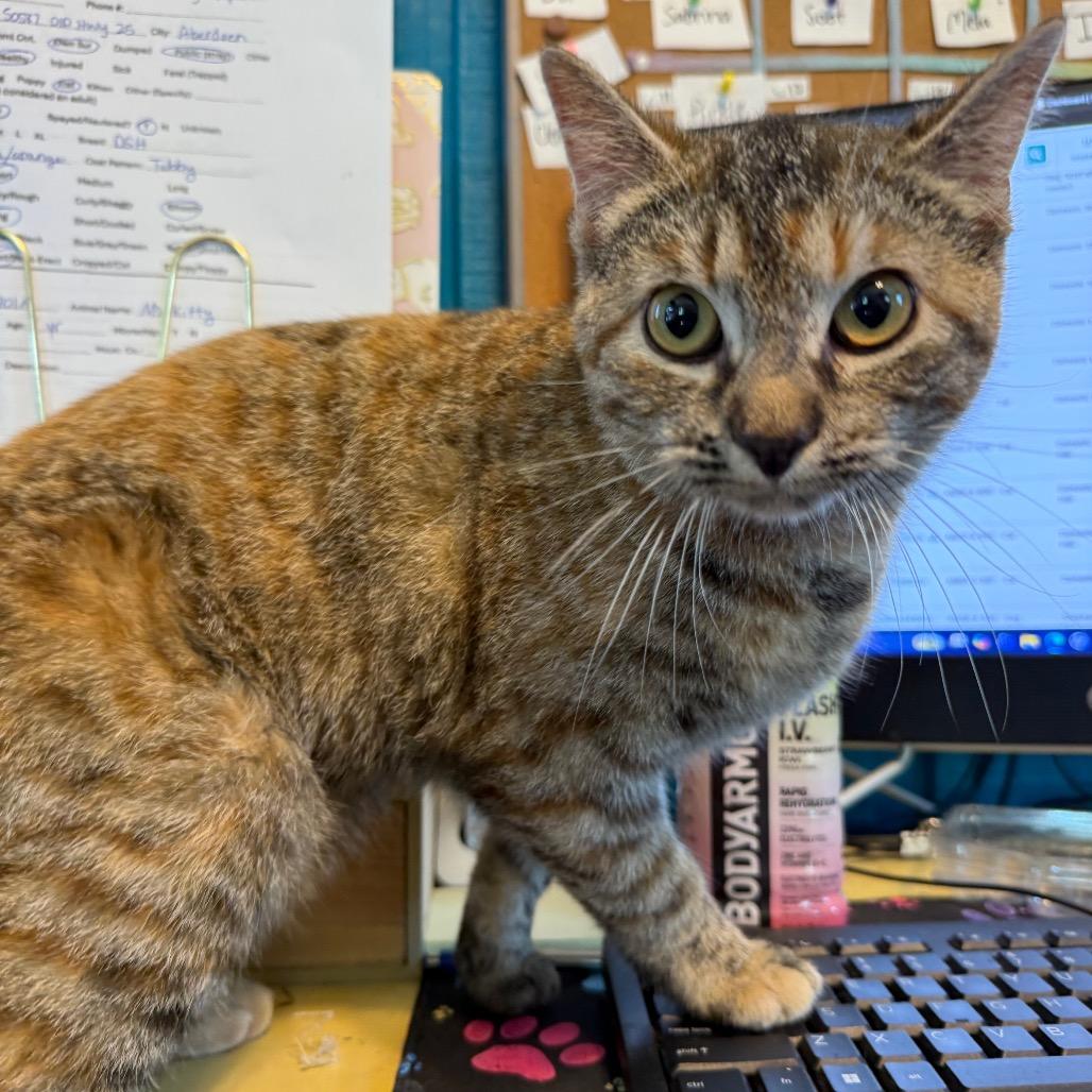 Miss Kitty 041701A, Adoptable, Young Female Domestic Short Hair.
