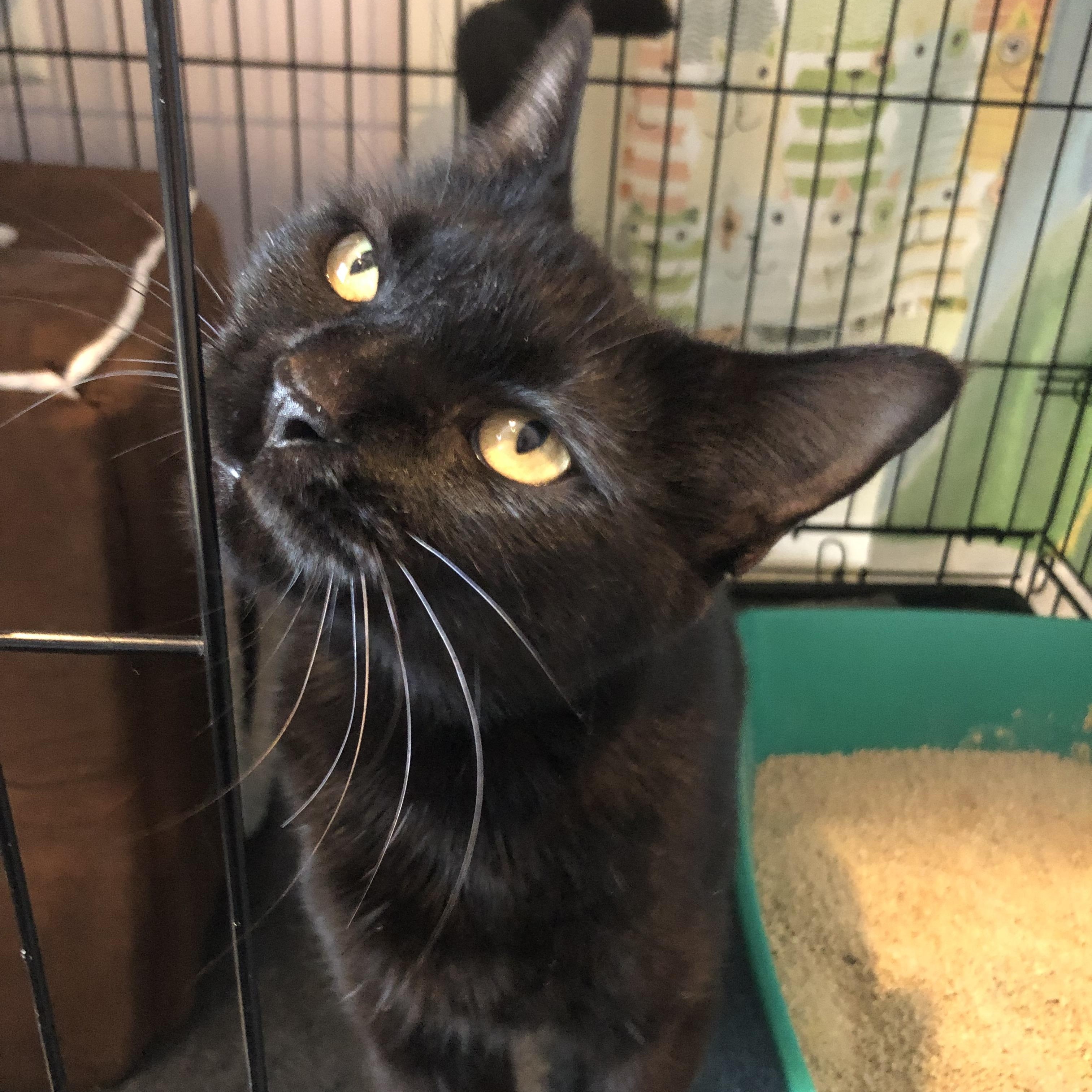 Gianna, adoptable, Adult Female Domestic Short Hair.