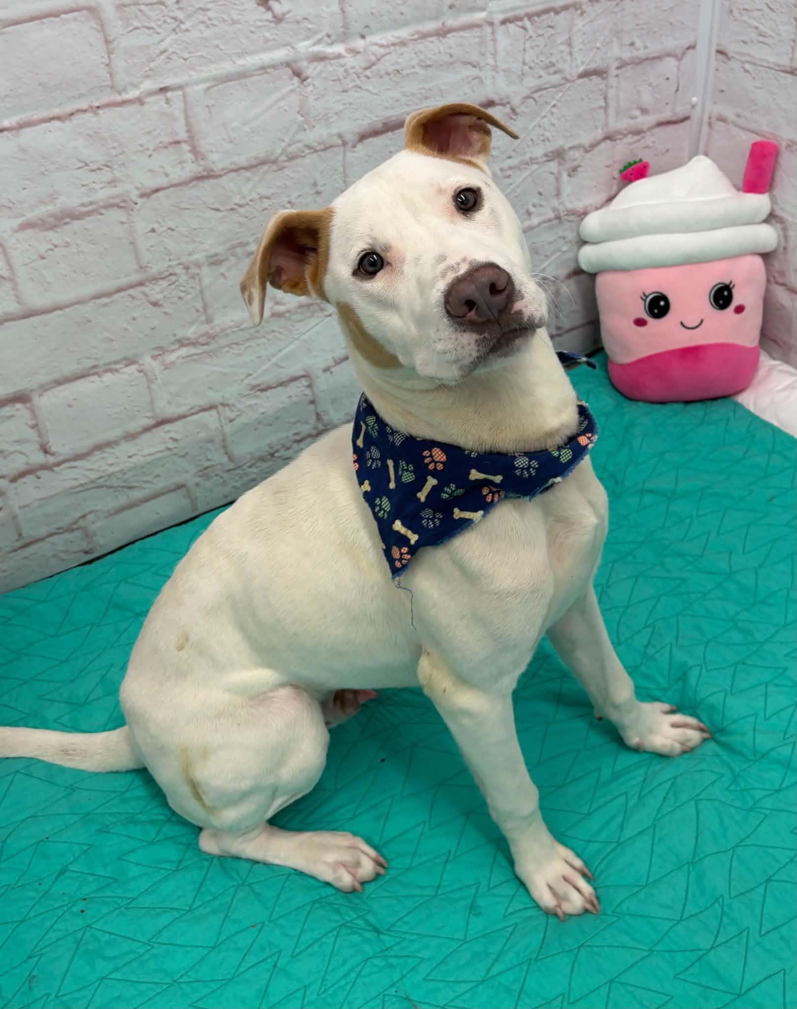 Enlarge Cam, a Adoptable mixed breed in Oxford, MI image 4/6