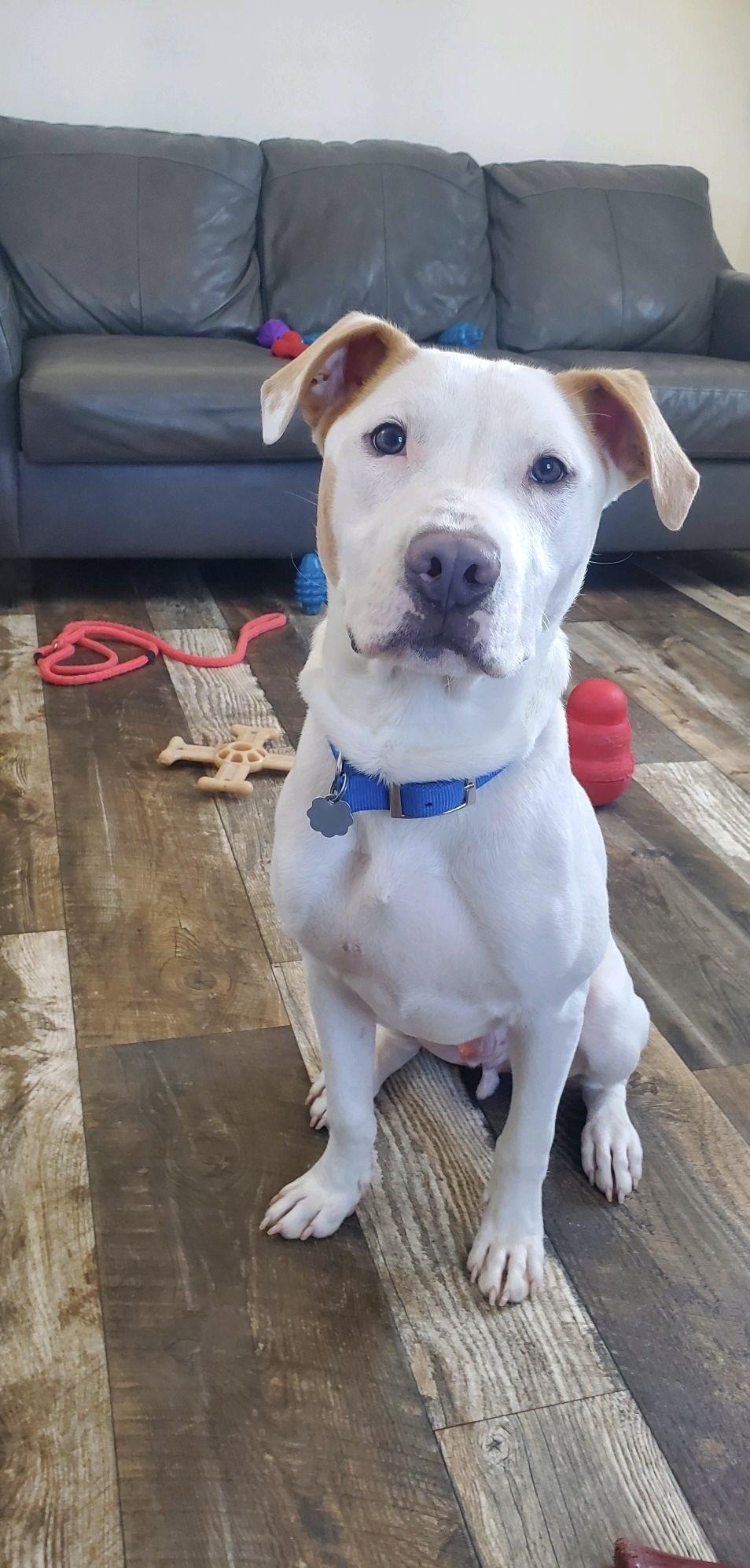 Cam, a Adoptable mixed breed in Oxford, MI image 4/6