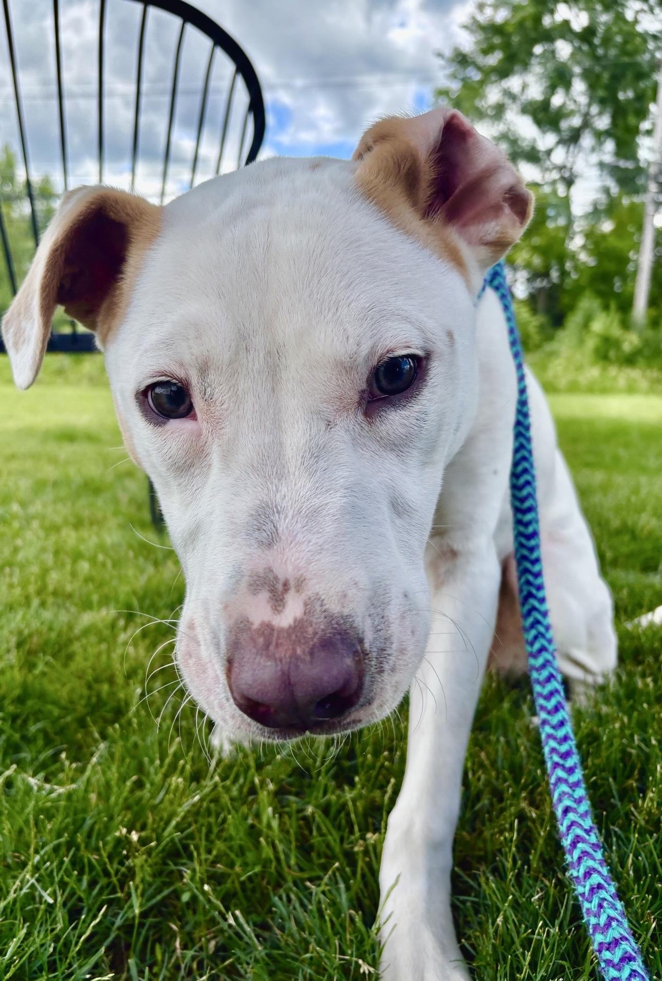Enlarge Cam, a Adoptable mixed breed in Oxford, MI image 6/6