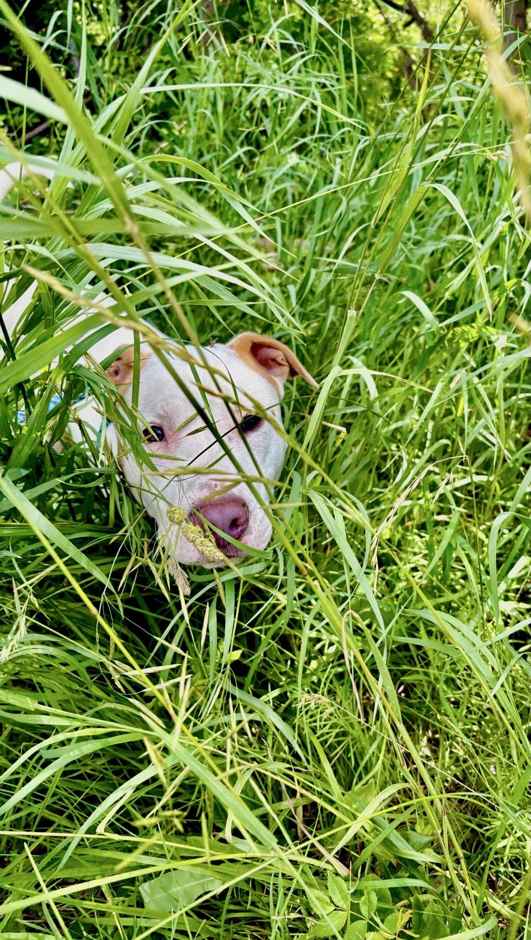 Enlarge Cam, a Adoptable mixed breed in Oxford, MI image 5/6