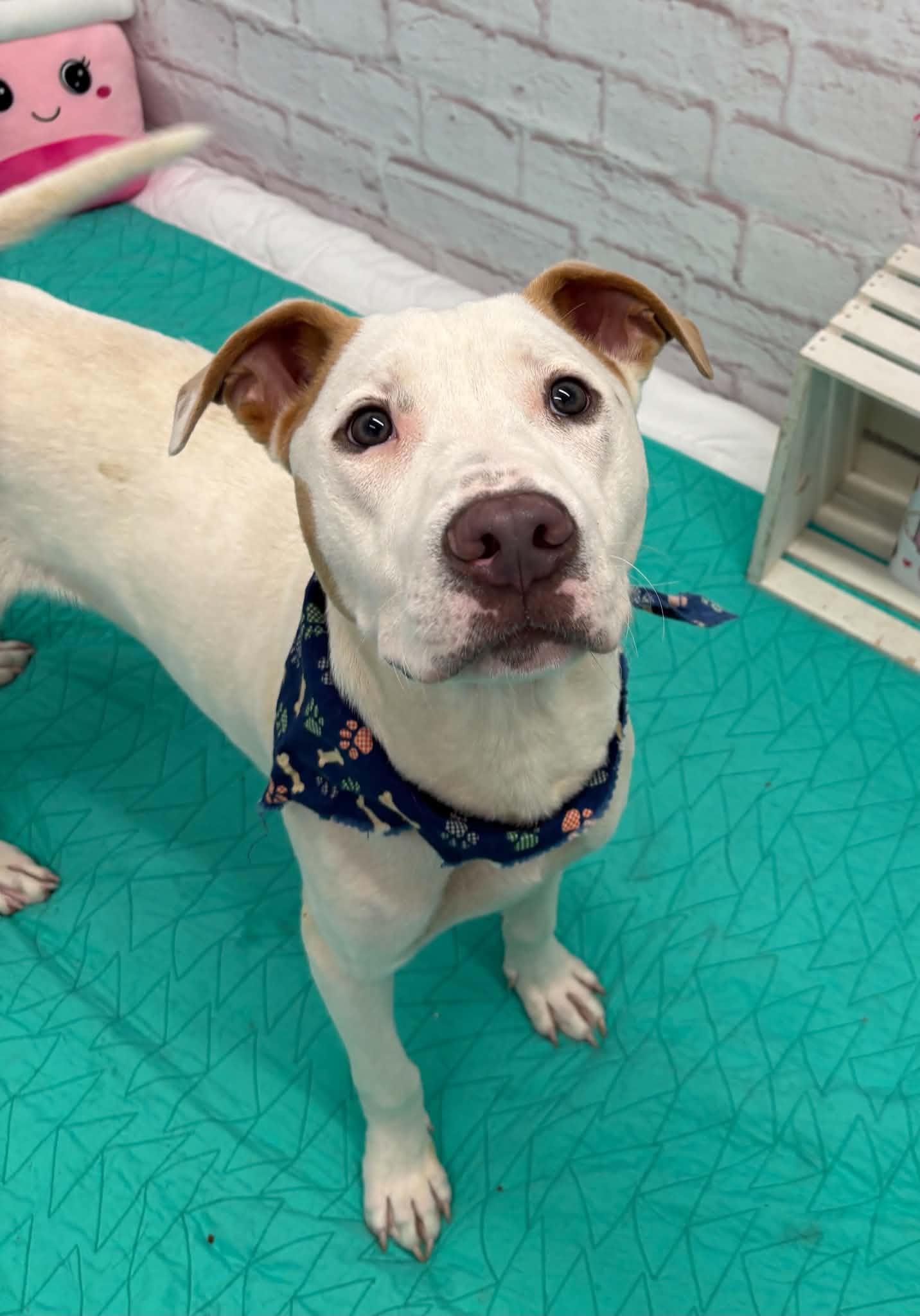 Enlarge Cam, a Adoptable mixed breed in Oxford, MI image 2/6
