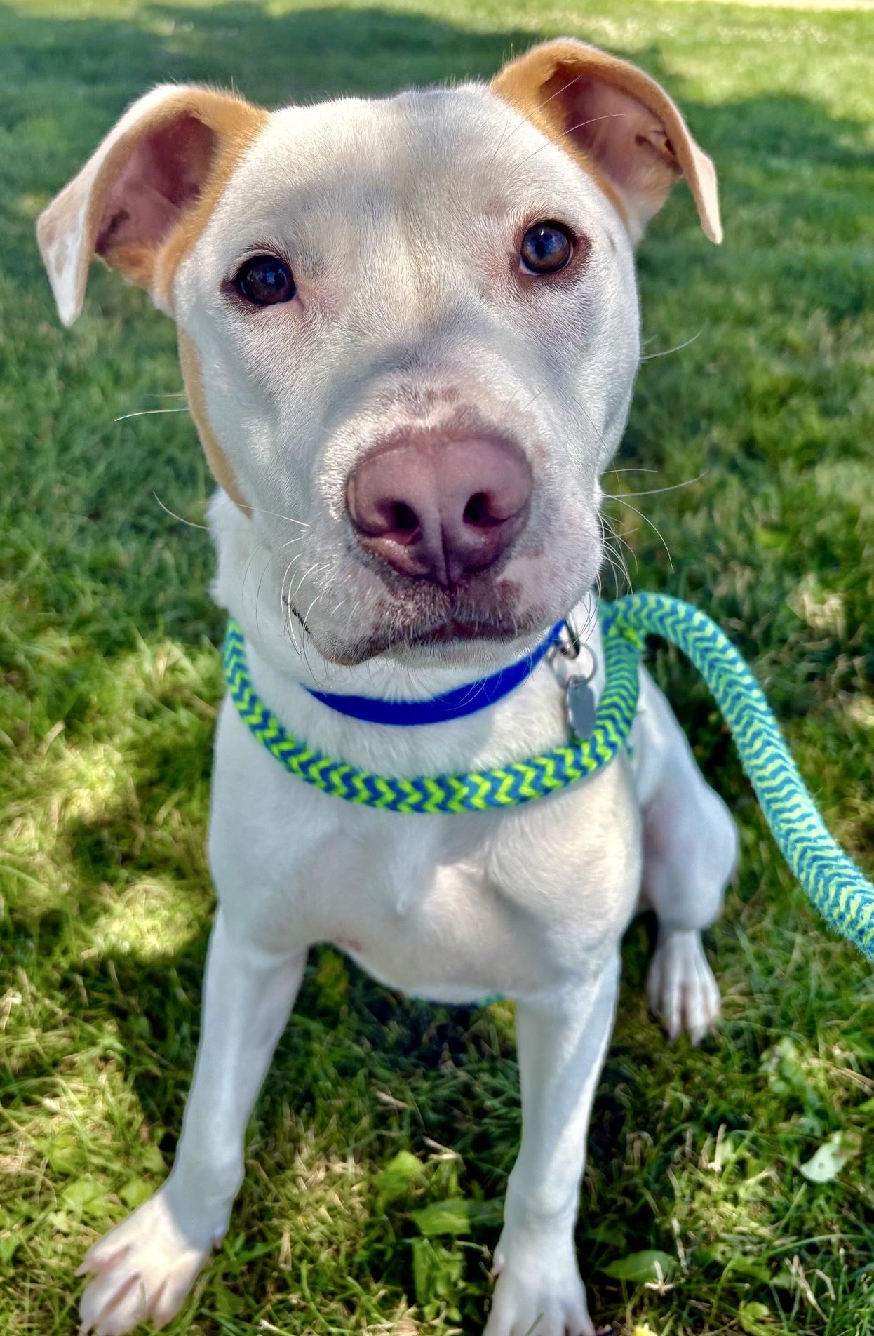 Cam, a Adoptable mixed breed in Oxford, MI image 6/6
