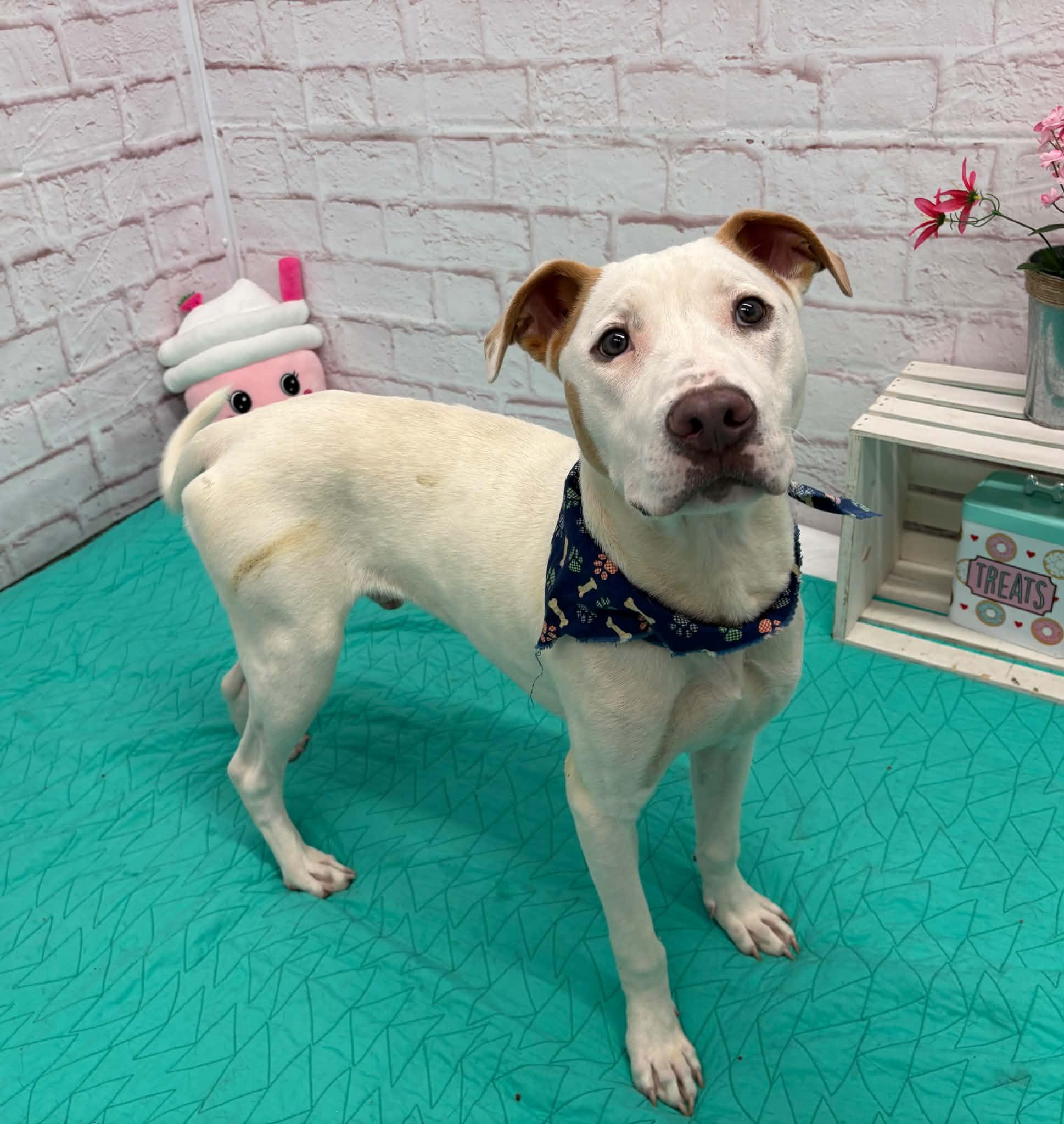 Enlarge Cam, a Adoptable mixed breed in Oxford, MI image 3/6