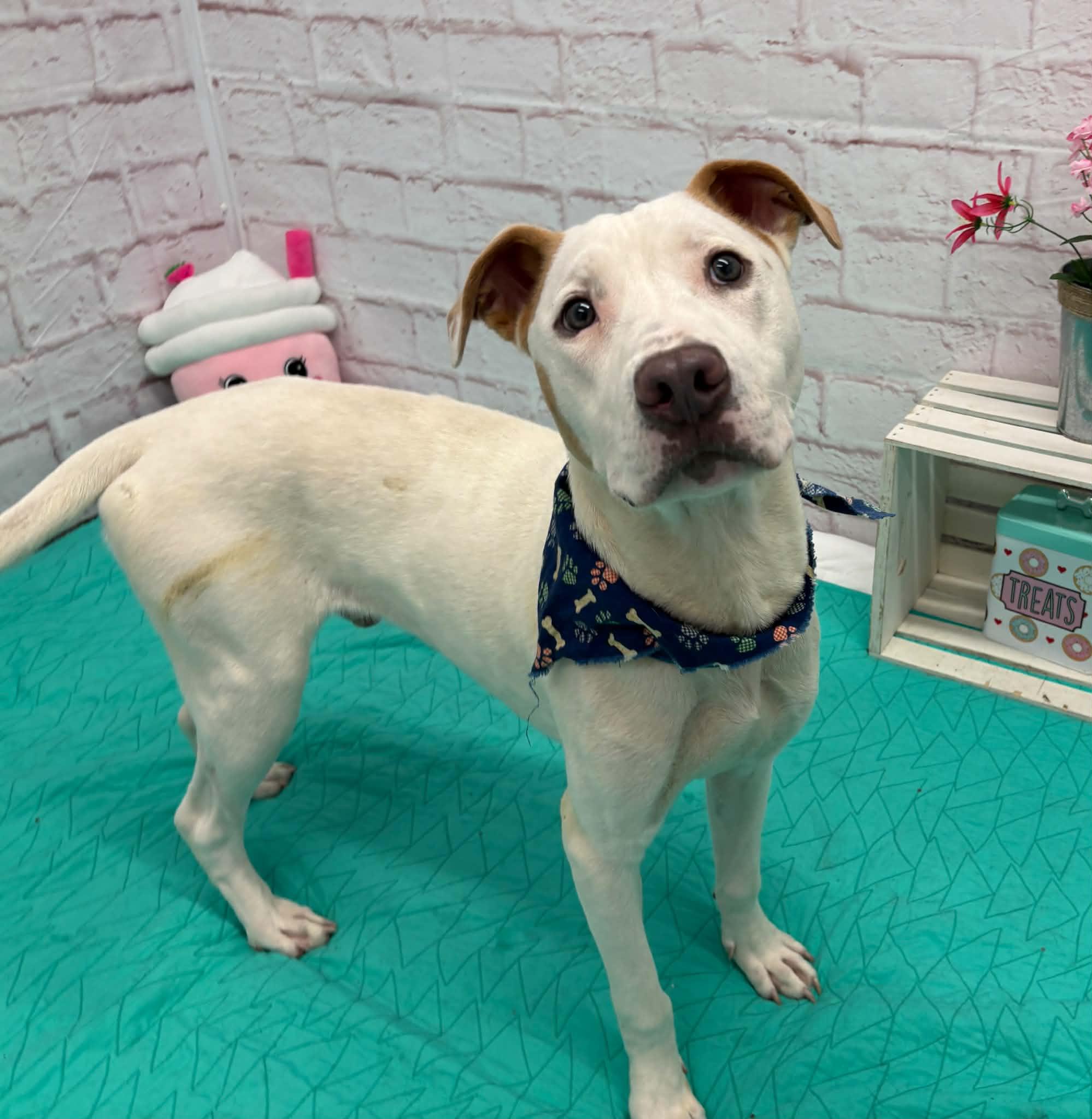 Enlarge Cam, a Adoptable mixed breed in Oxford, MI image 1/6