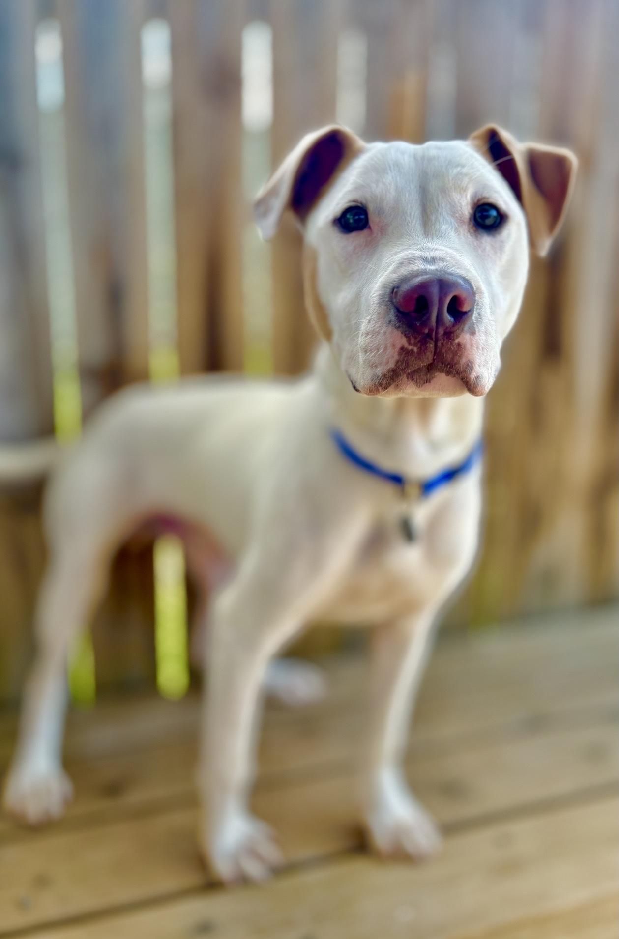Cam, a Adoptable mixed breed in Oxford, MI image 3/6