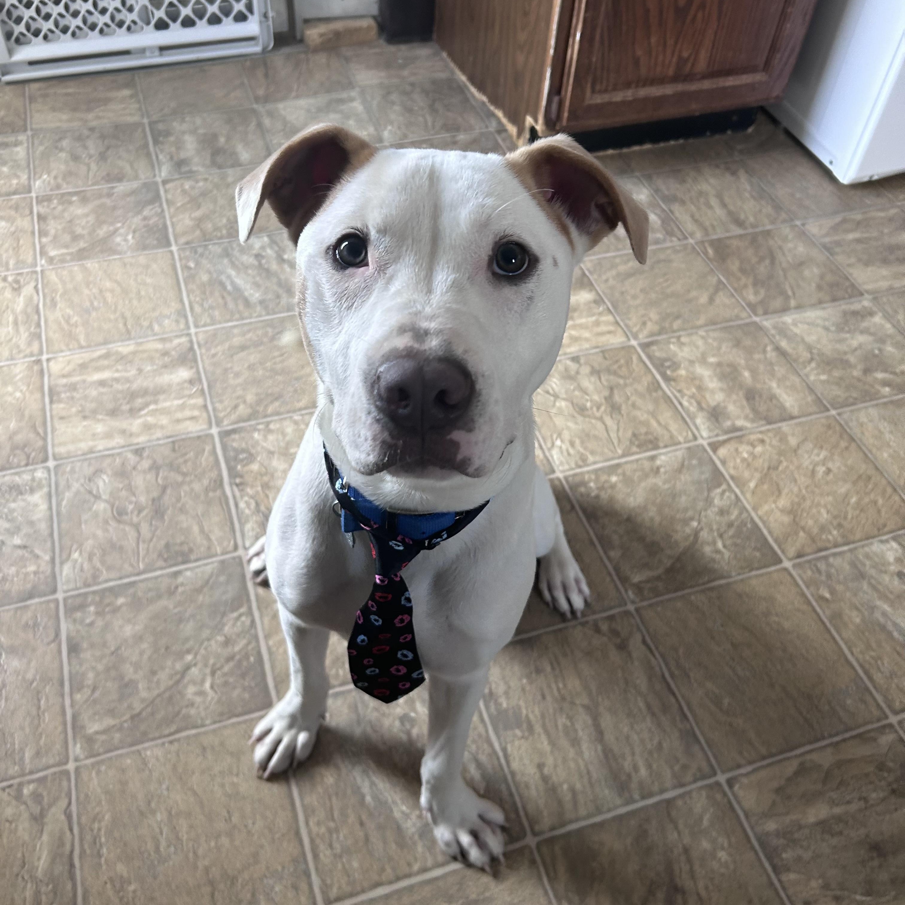Cam, Adoptable, Young Male Treeing Walker Coonhound & Mixed Breed.
