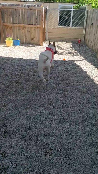 Enlarge Cam, a Adoptable mixed breed in Oxford, MI video 5/6