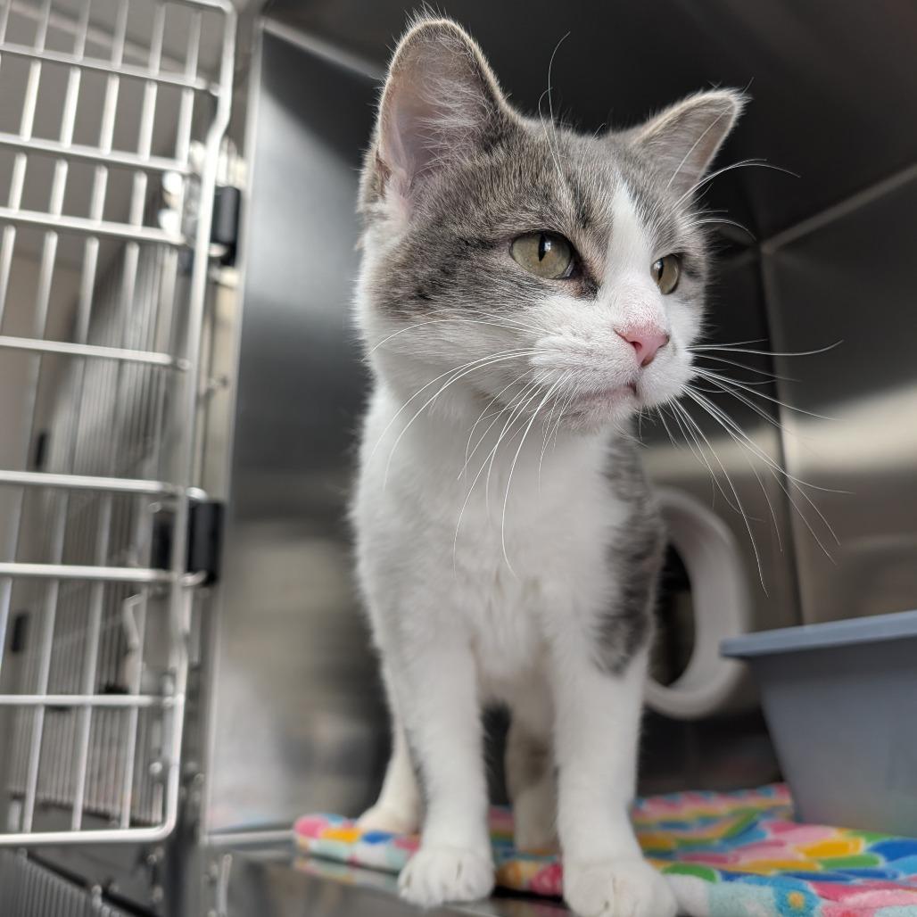 Enlarge Bueno, a Adoptable Domestic Short Hair in Detroit Lakes, MN image 1/3