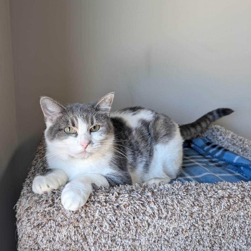 Enlarge Bueno, a Adoptable Domestic Short Hair in Detroit Lakes, MN image 2/3