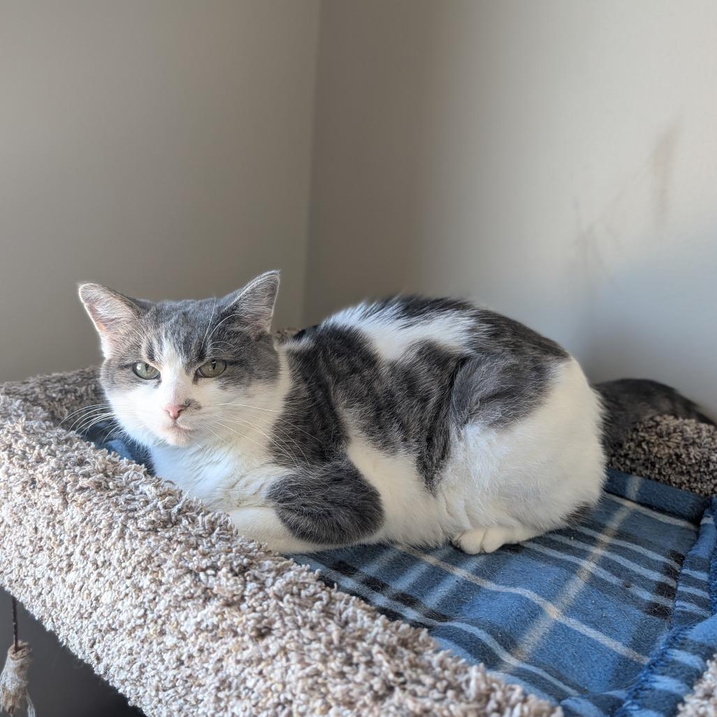 Enlarge Bueno, a Adoptable Domestic Short Hair in Detroit Lakes, MN image 3/3