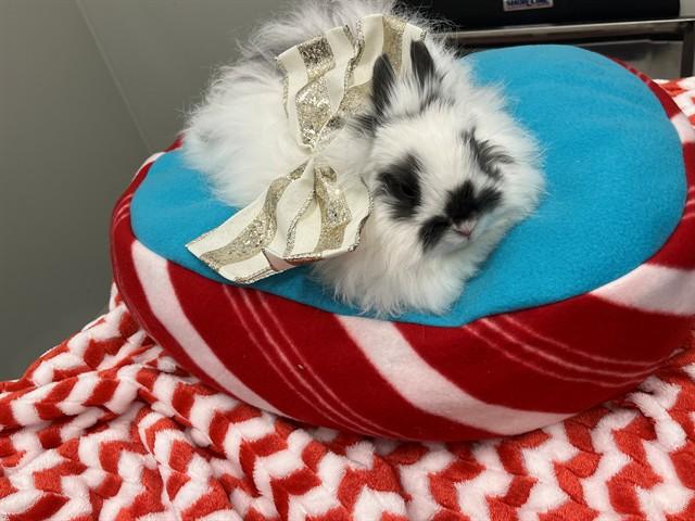 DIOR, Adoptable, Adult Female Jersey Wooly.