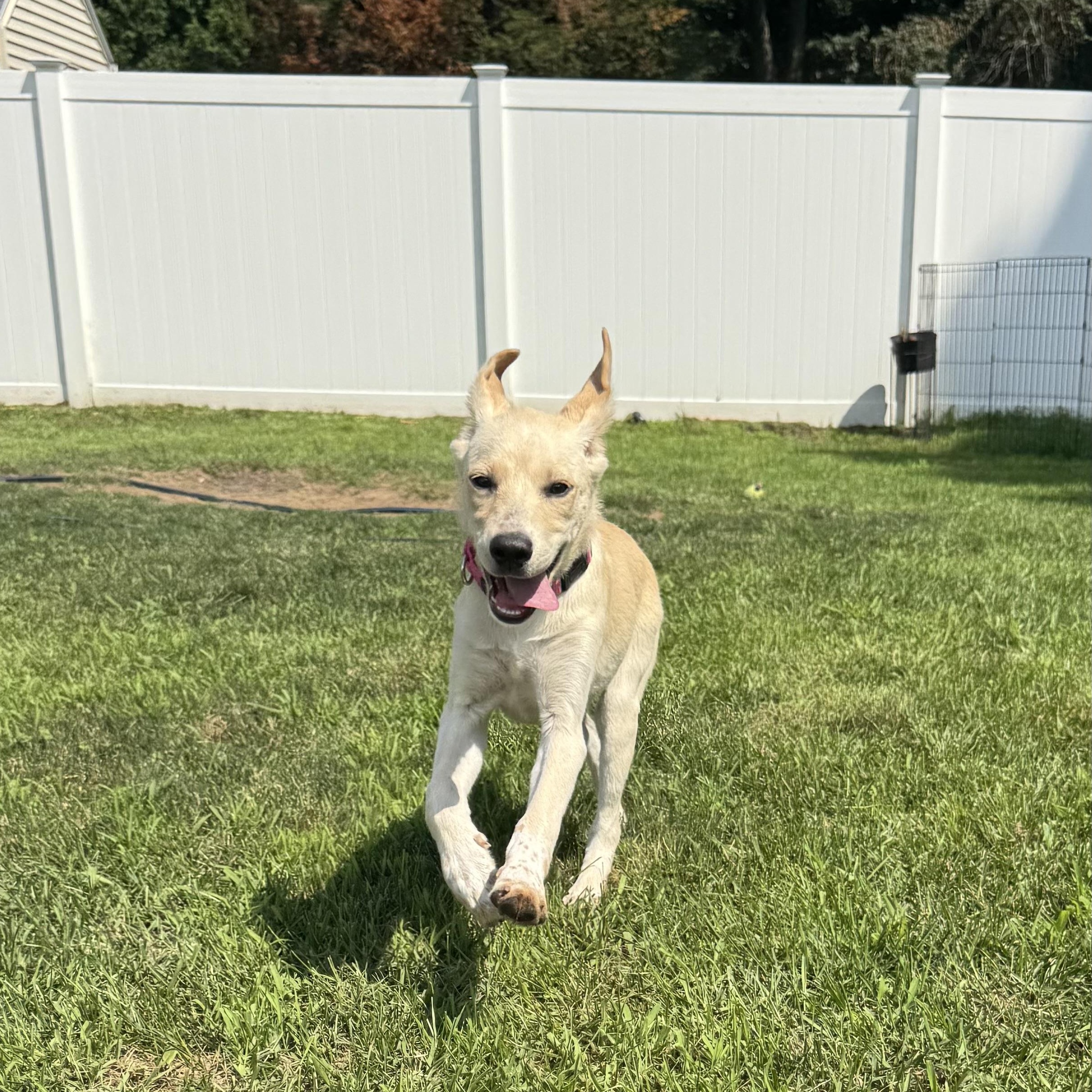 Petal, a Adoptable mixed breed in Albany, NY image 4/6
