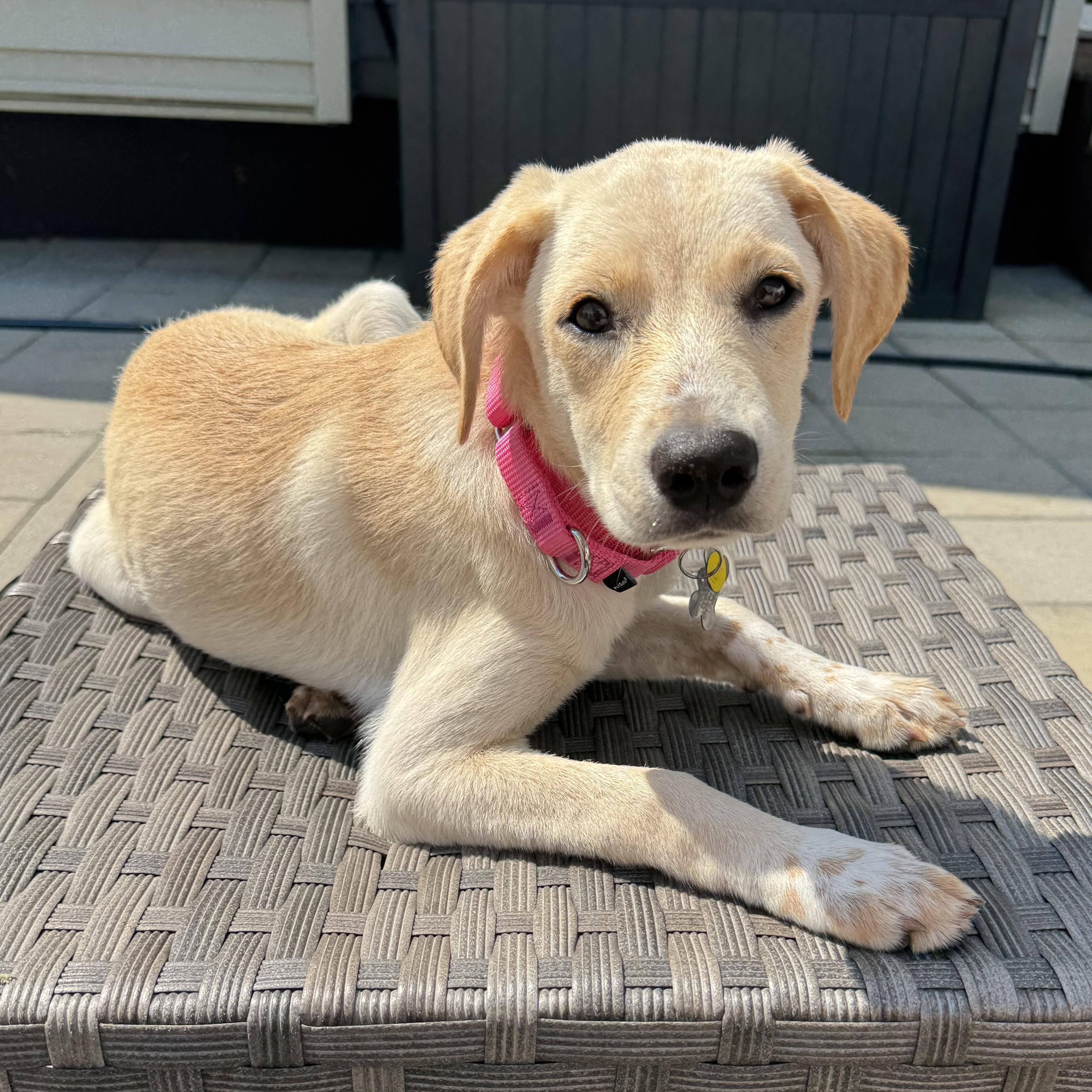 Petal, a Adoptable mixed breed in Albany, NY image 1/6