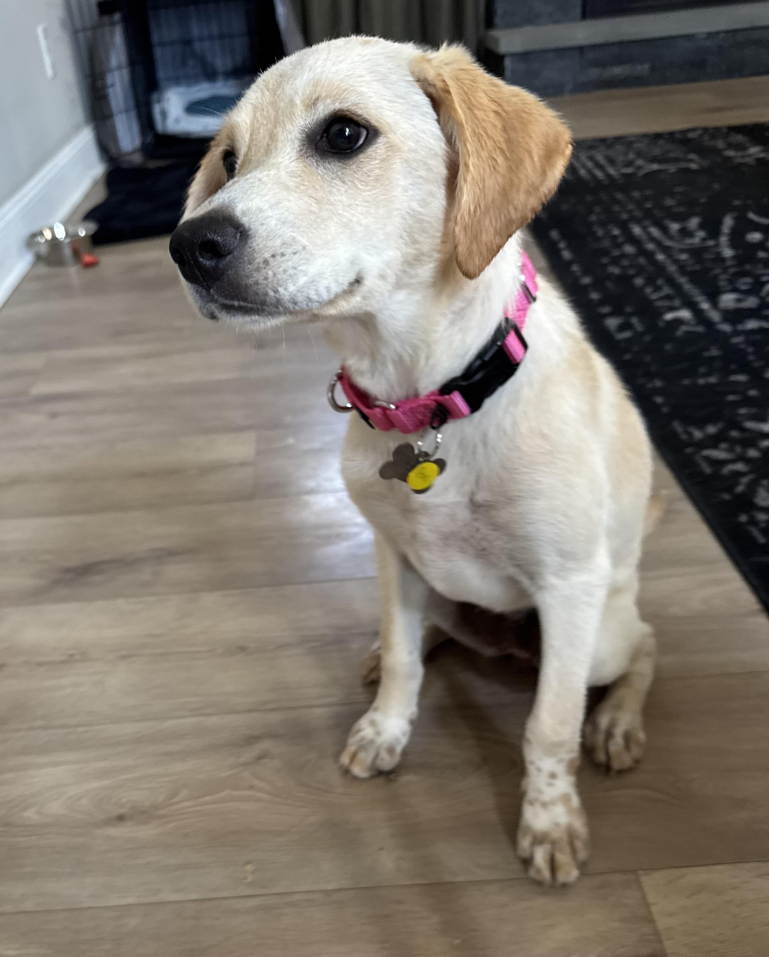 Petal, a Adoptable mixed breed in Albany, NY image 3/6