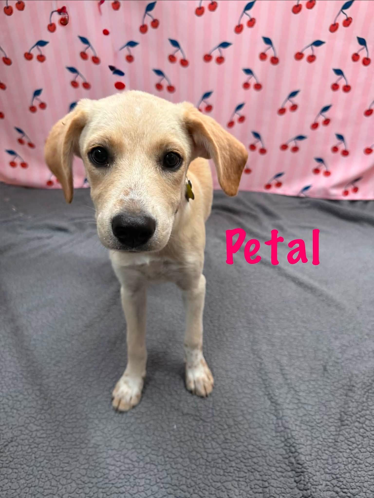 Petal, a Adoptable mixed breed in Albany, NY image 6/6