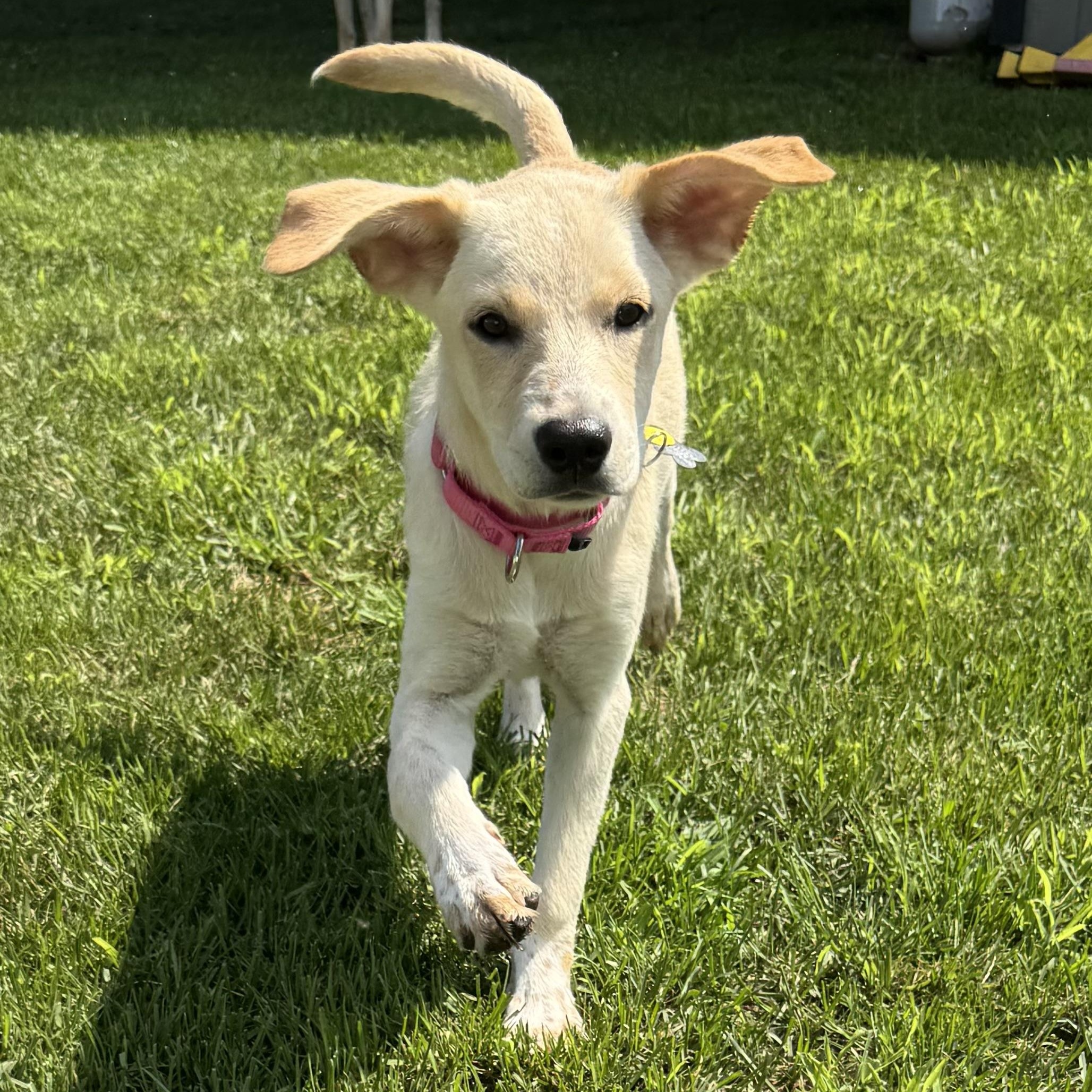 Petal, a Adoptable mixed breed in Albany, NY image 2/6