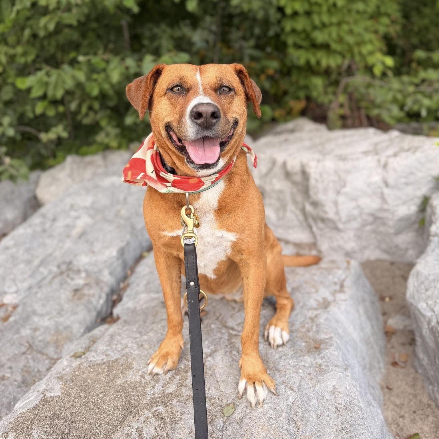 Enlarge Felice, a Adoptable mixed breed in Mississauga, ON image 2/6