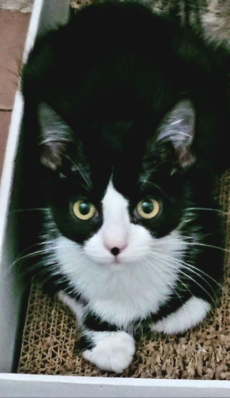 Starkiller, an adopted Domestic Short Hair in Muncie, IN image 4/4