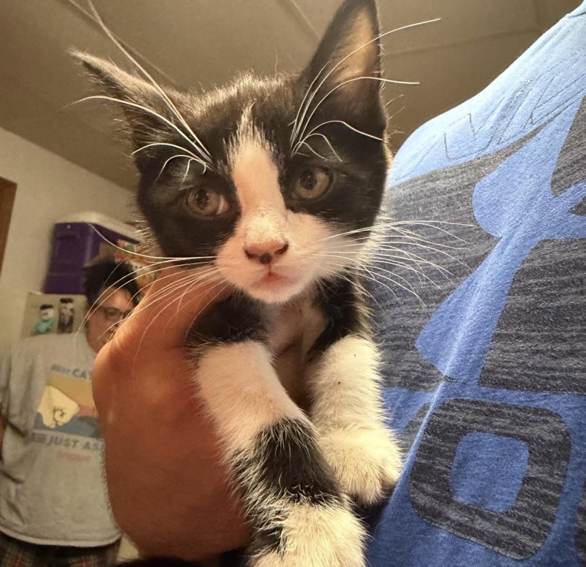 Starkiller, ADOPTABLE, Kitten Female Domestic Short Hair.