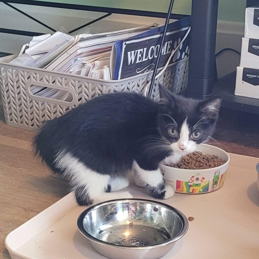 Enlarge Starkiller, a ADOPTABLE Domestic Short Hair in Muncie, IN image 2/3