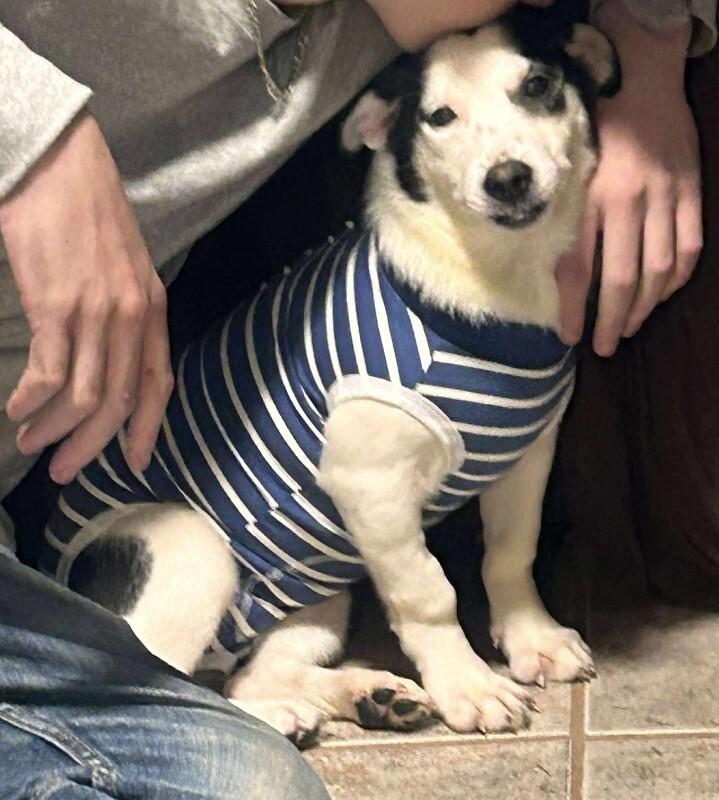 Enlarge Rajini, a Adoptable Mixed Breed in Athens, ON image 1/6