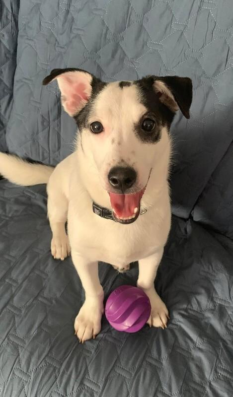 Enlarge Rajini, a Adoptable Mixed Breed in Athens, ON image 3/6