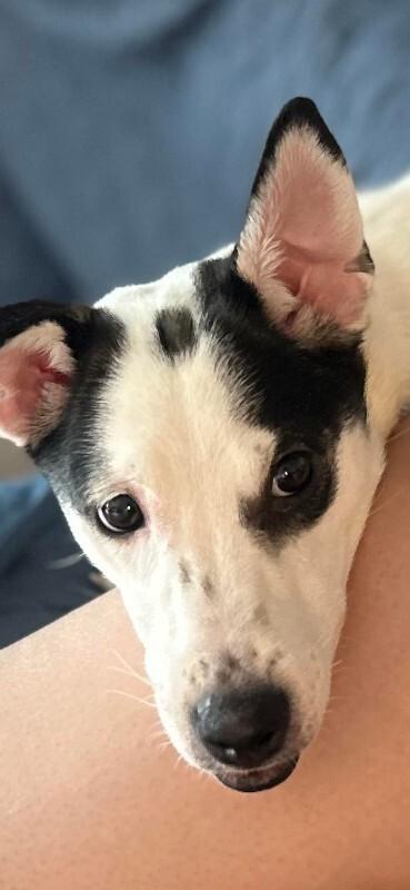 Enlarge Rajini, a Adoptable Mixed Breed in Athens, ON image 4/6