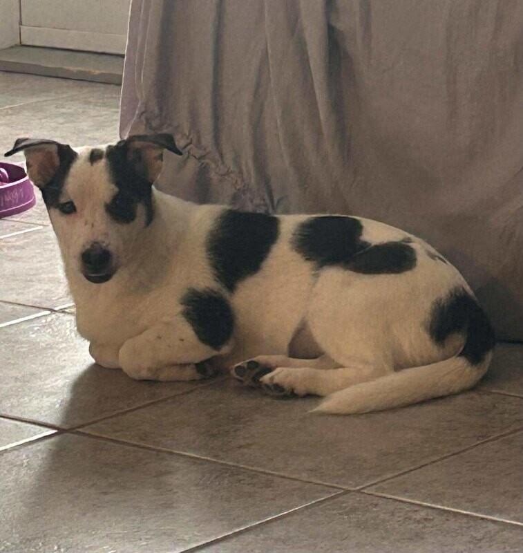 Enlarge Rajini, a Adoptable Mixed Breed in Athens, ON image 2/6