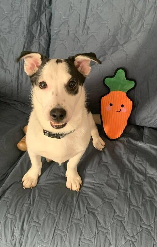 Enlarge Rajini, a Adoptable Mixed Breed in Athens, ON image 5/6