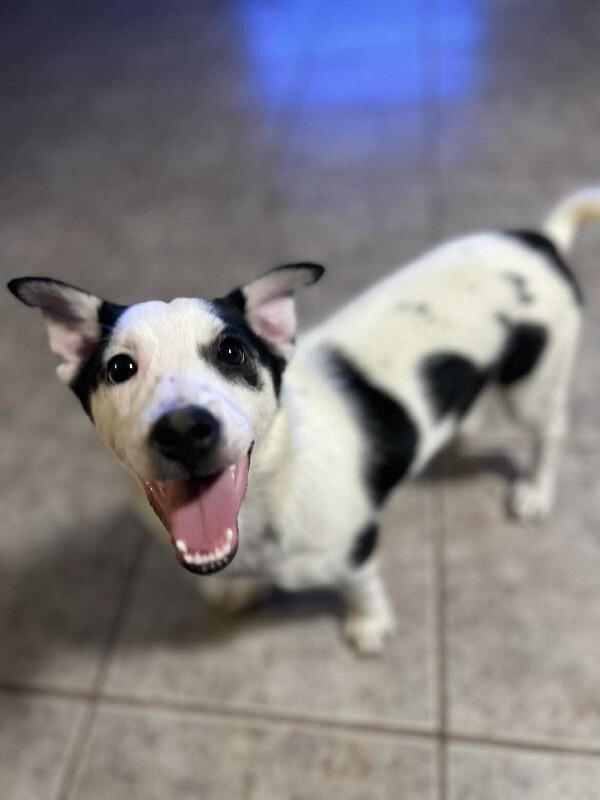 Enlarge Rajini, a Adoptable Mixed Breed in Athens, ON image 3/6