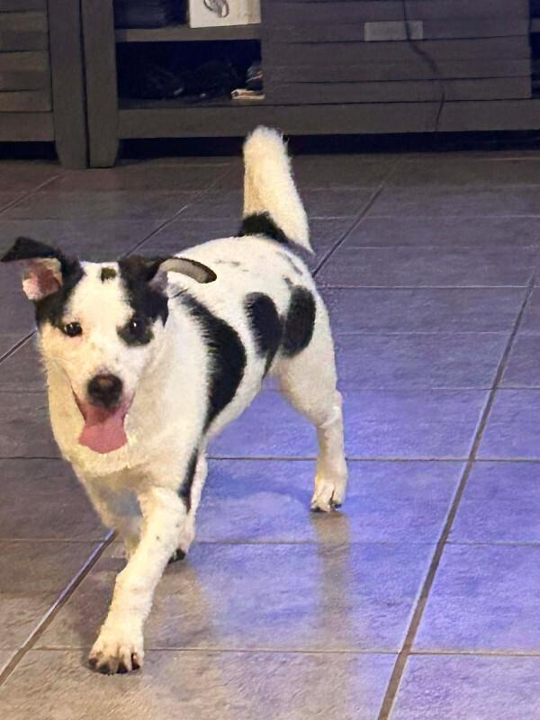 Enlarge Rajini, a Adoptable Mixed Breed in Athens, ON image 4/6