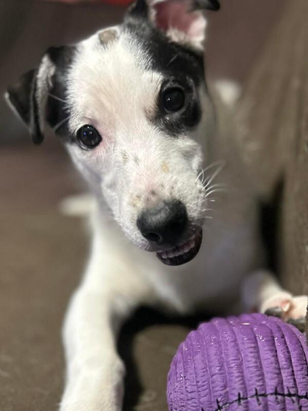 Enlarge Rajini, a Adoptable Mixed Breed in Athens, ON image 5/6