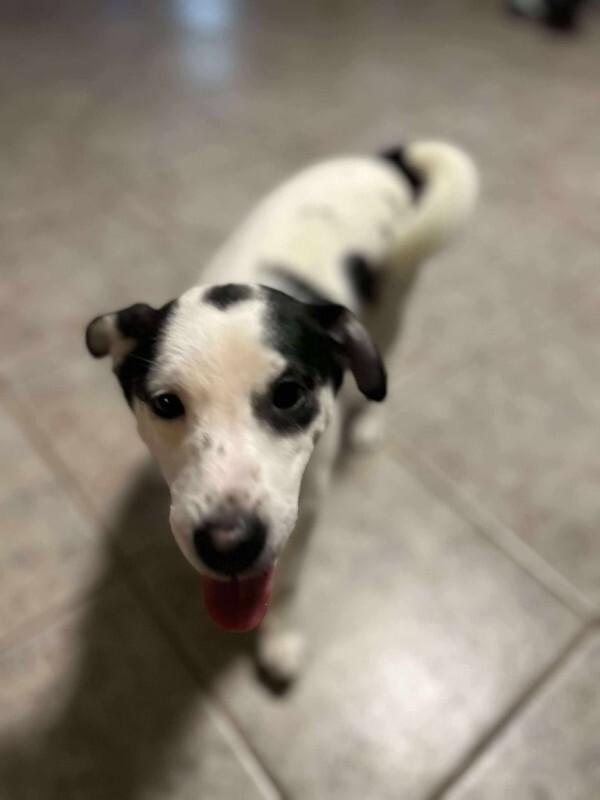 Enlarge Rajini, a Adoptable Mixed Breed in Athens, ON image 6/6