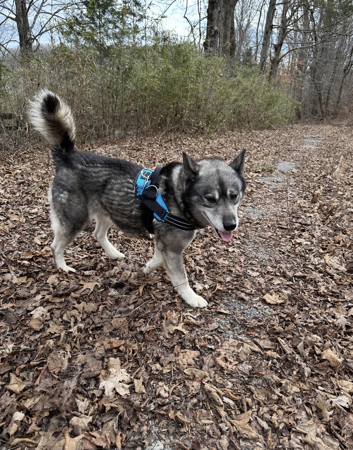 Enlarge Mike, a Adoptable Siberian Husky in Burlington, VT image 2/6