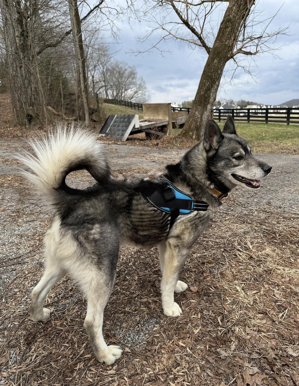 Enlarge Mike, a Adoptable Siberian Husky in Burlington, VT image 1/6