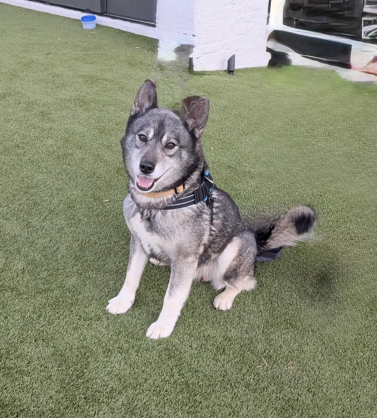 Enlarge Mike, a Adoptable Siberian Husky in Burlington, VT image 4/6